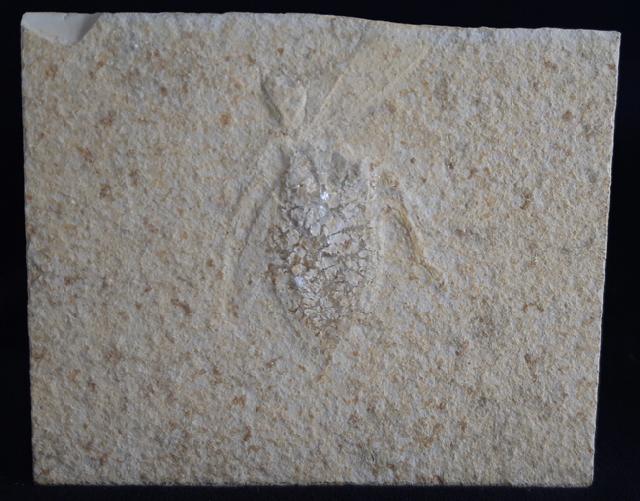 Scarabaeides deperditus GERMAR 1839 - Bild &copy; FossNet FossilienStore
